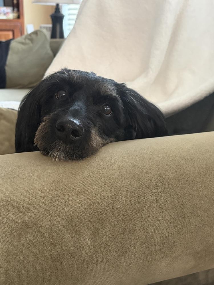 Enlarge Beary, a Adoptable mixed breed in Greenbelt, MD image 3/3