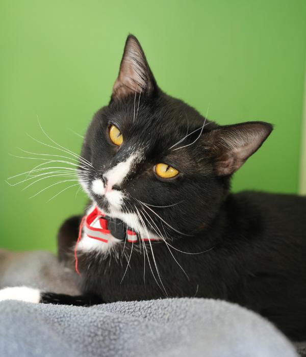 Enlarge Fynn, a Adoptable Domestic Short Hair in Marietta, GA image 1/6