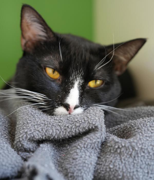 Enlarge Fynn, a Adoptable Domestic Short Hair in Marietta, GA image 2/6