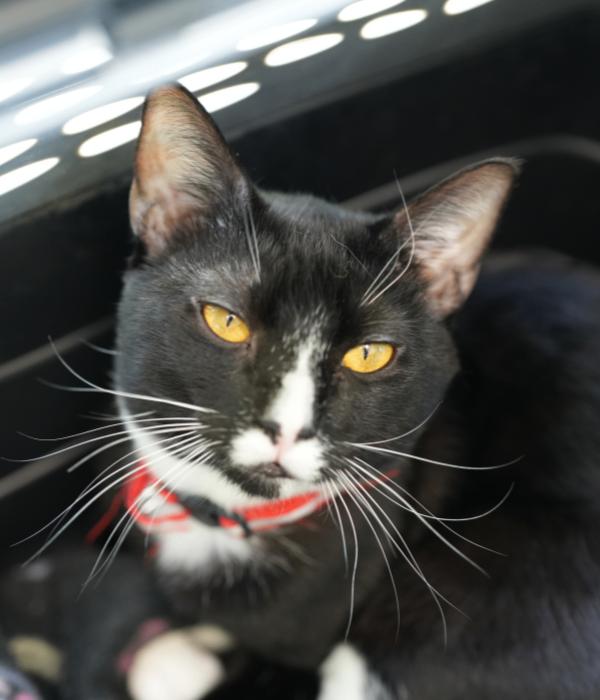 Enlarge Fynn, a Adoptable Domestic Short Hair in Marietta, GA image 3/6