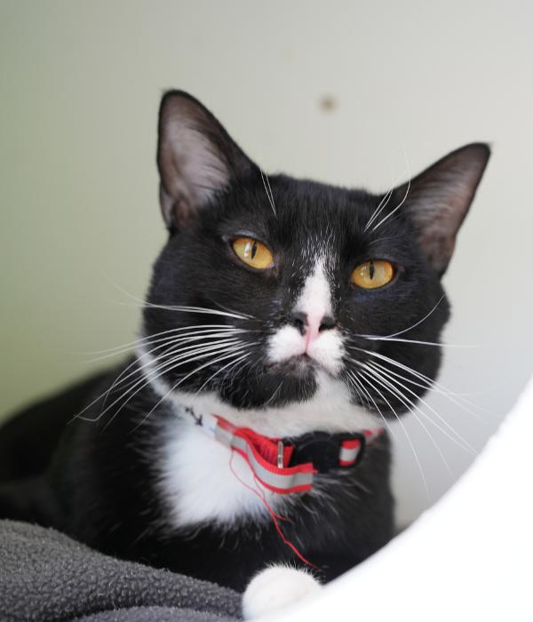 Enlarge Fynn, a Adoptable Domestic Short Hair in Marietta, GA image 4/6