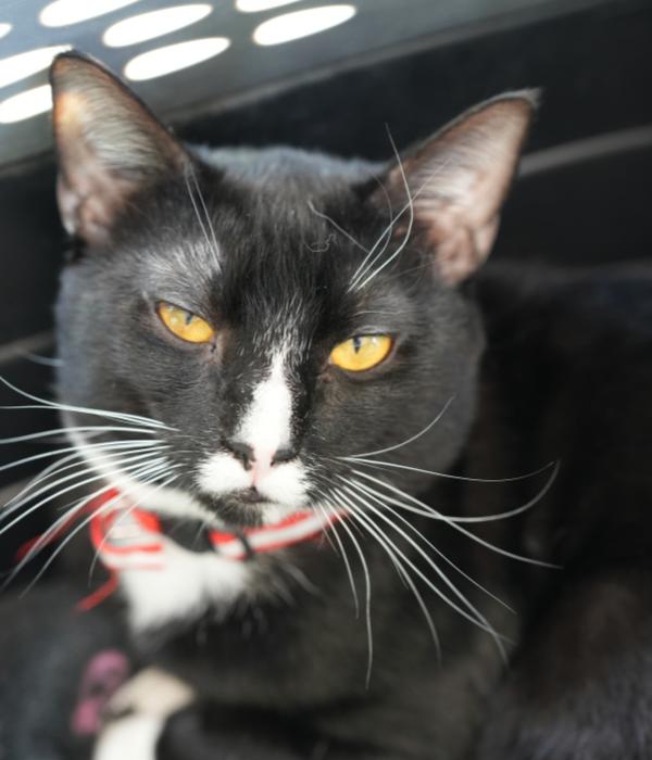 Enlarge Fynn, a Adoptable Domestic Short Hair in Marietta, GA image 5/6