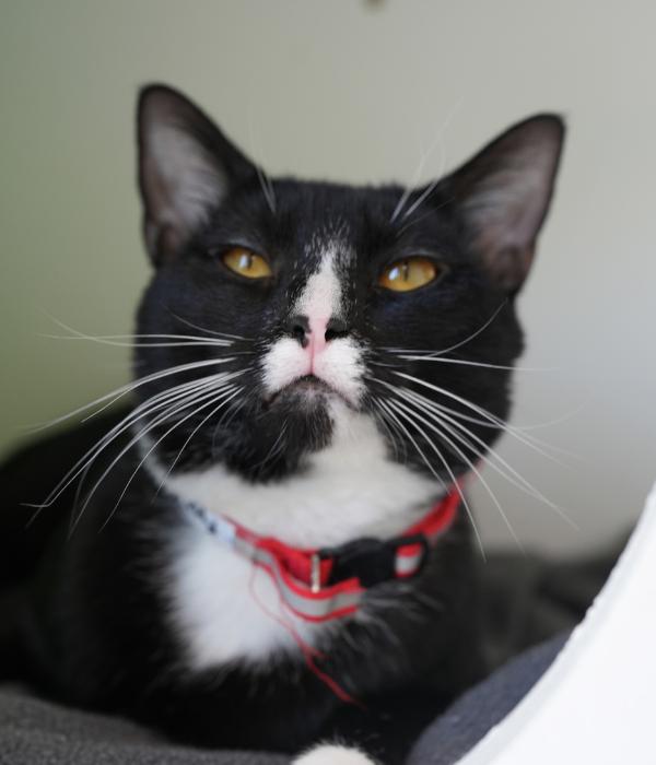 Enlarge Fynn, a Adoptable Domestic Short Hair in Marietta, GA image 6/6