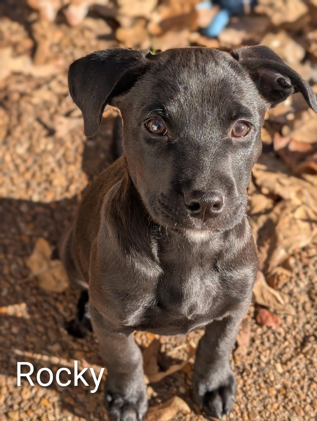 Enlarge Rocky, a Adoptable mixed breed in Pembroke, MA image 2/2