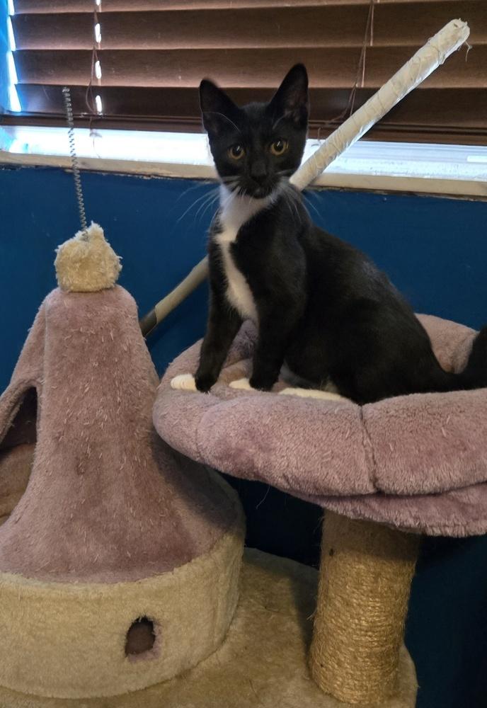 Enlarge Frankie, a Adoptable Domestic Long Hair in Randolph, MA image 2/3
