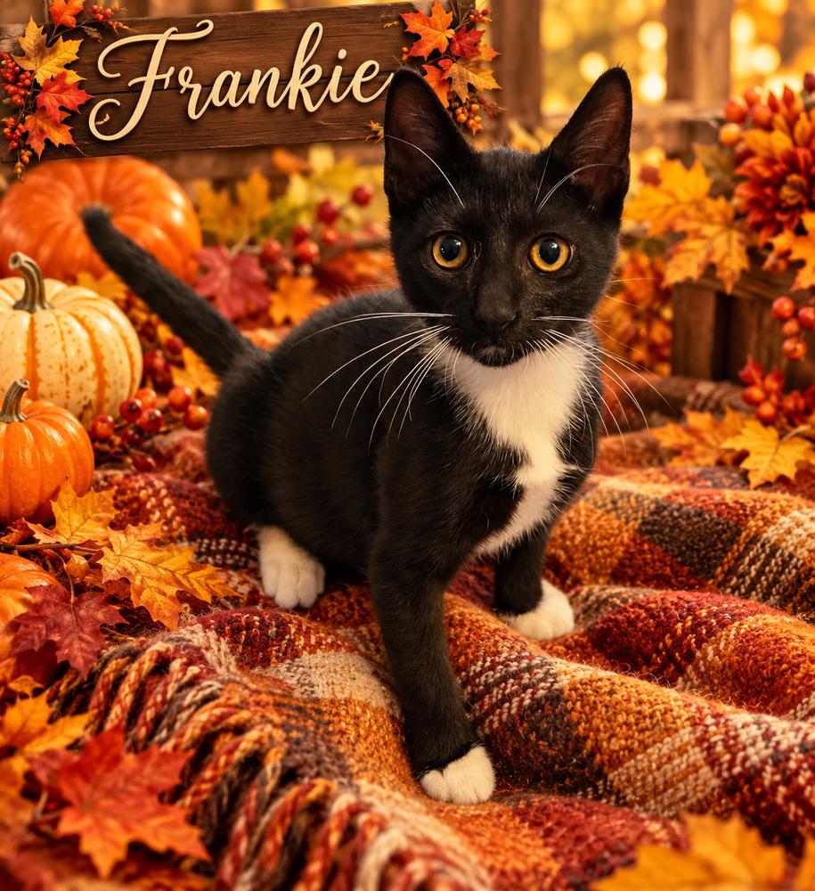 Frankie, Adoptable, Kitten Male Domestic Long Hair.