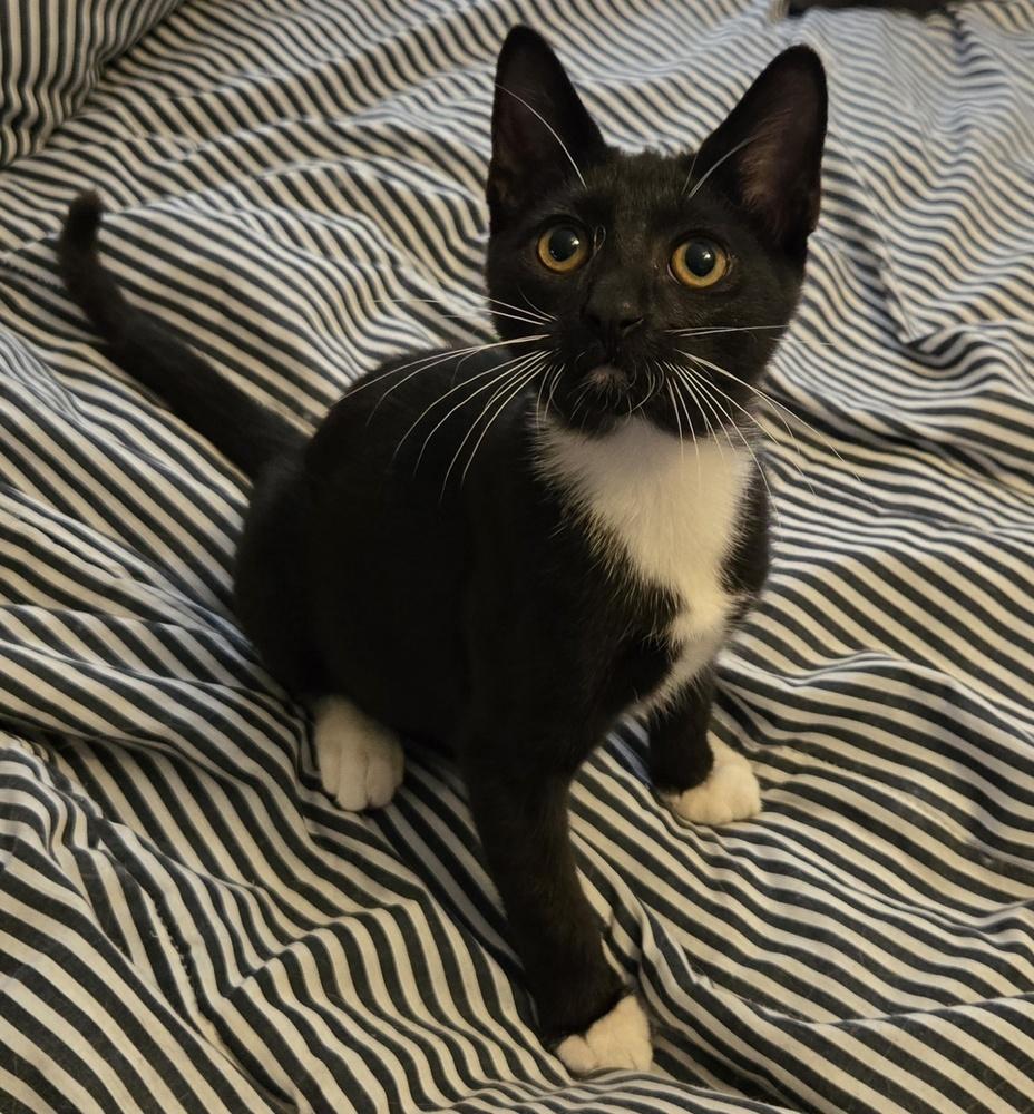 Enlarge Frankie, a Adoptable Domestic Long Hair in Randolph, MA image 3/3