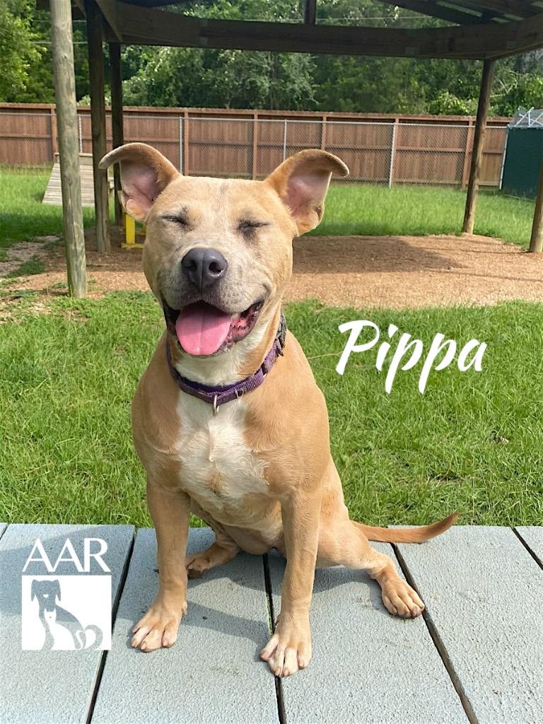 Pippa, Adoptable, Young Female Carolina Dog & Staffordshire Bull Terrier.