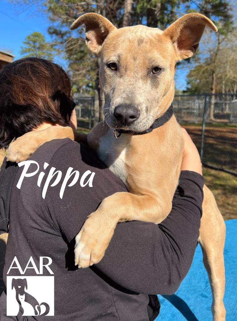 Enlarge Pippa, a Adoptable mixed breed in Magnolia, TX image 1/6