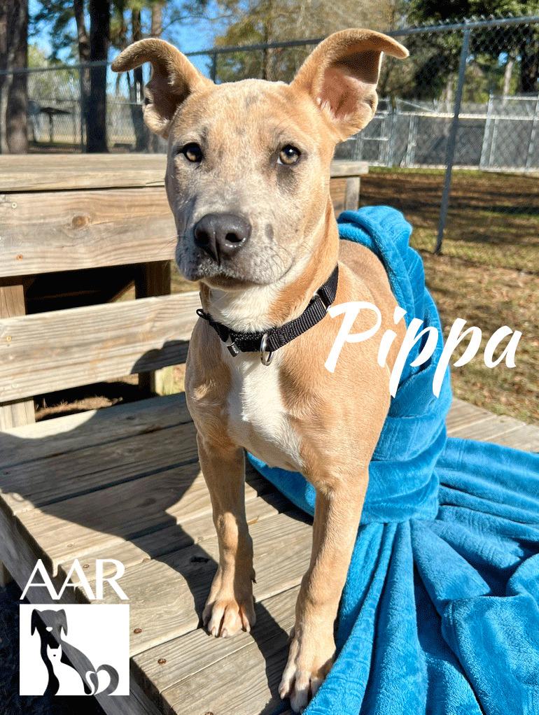 Enlarge Pippa, a Adoptable mixed breed in Magnolia, TX image 2/6