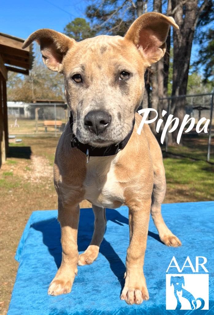 Enlarge Pippa, a Adoptable mixed breed in Magnolia, TX image 3/6