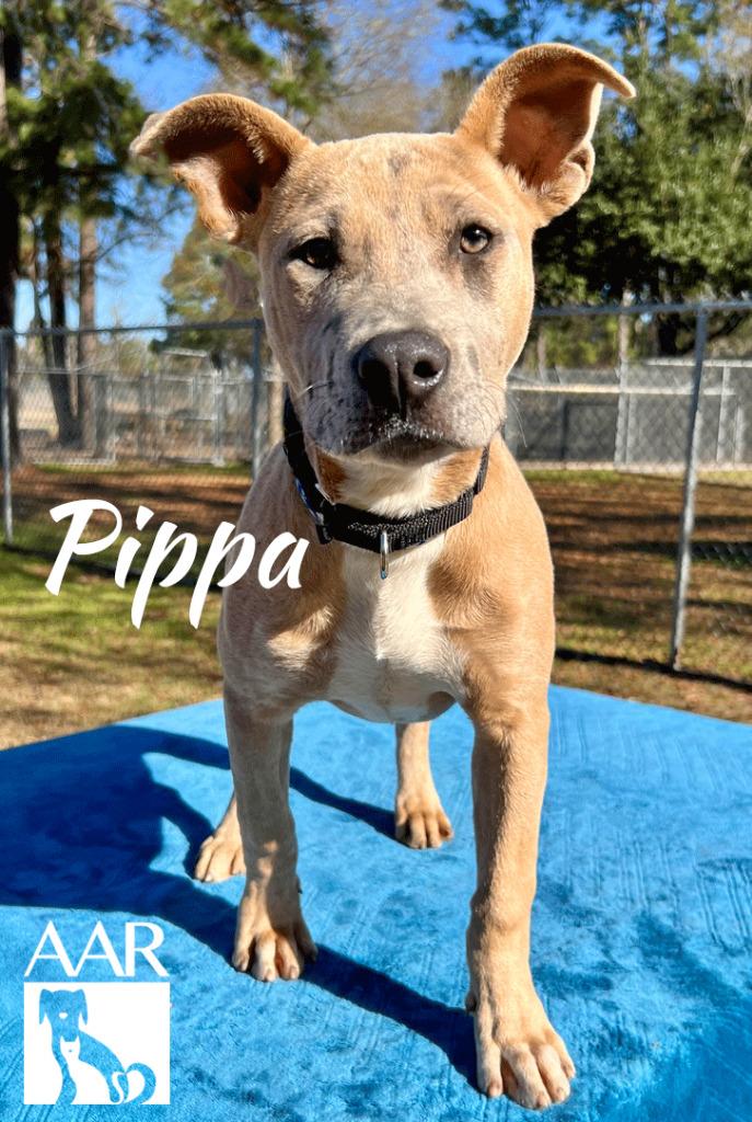 Enlarge Pippa, a Adoptable mixed breed in Magnolia, TX image 5/6