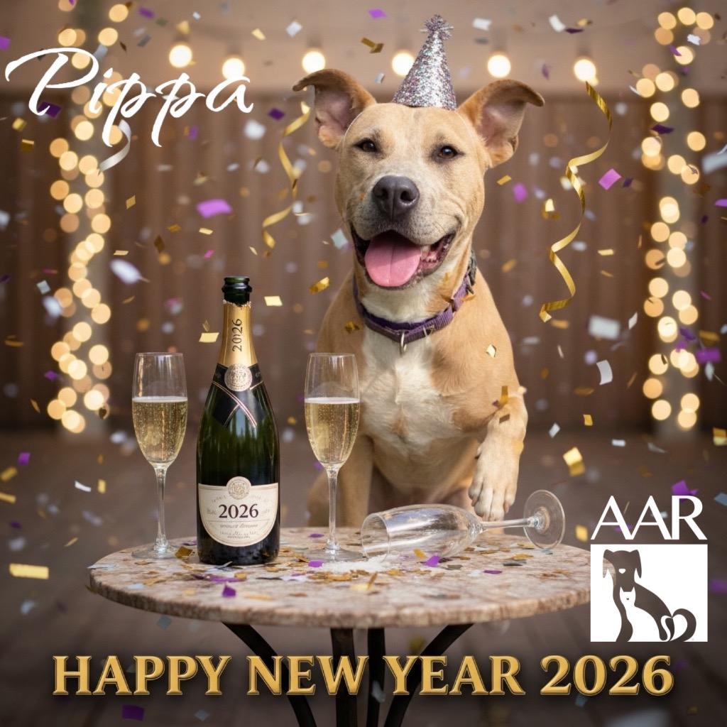 Enlarge Pippa, a Adoptable mixed breed in Magnolia, TX image 6/6