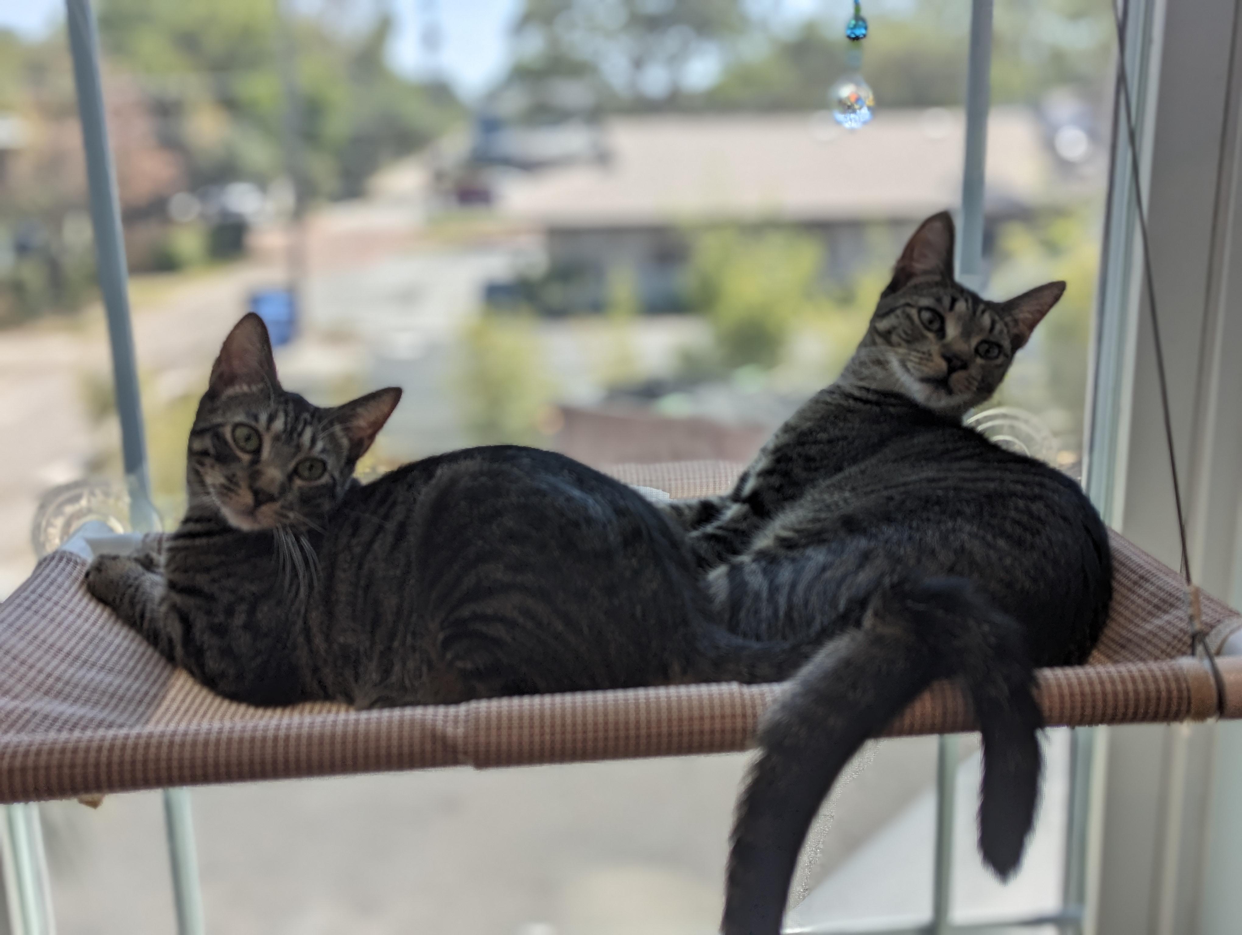 Charlie, Adoptable, Adult Male Domestic Short Hair.