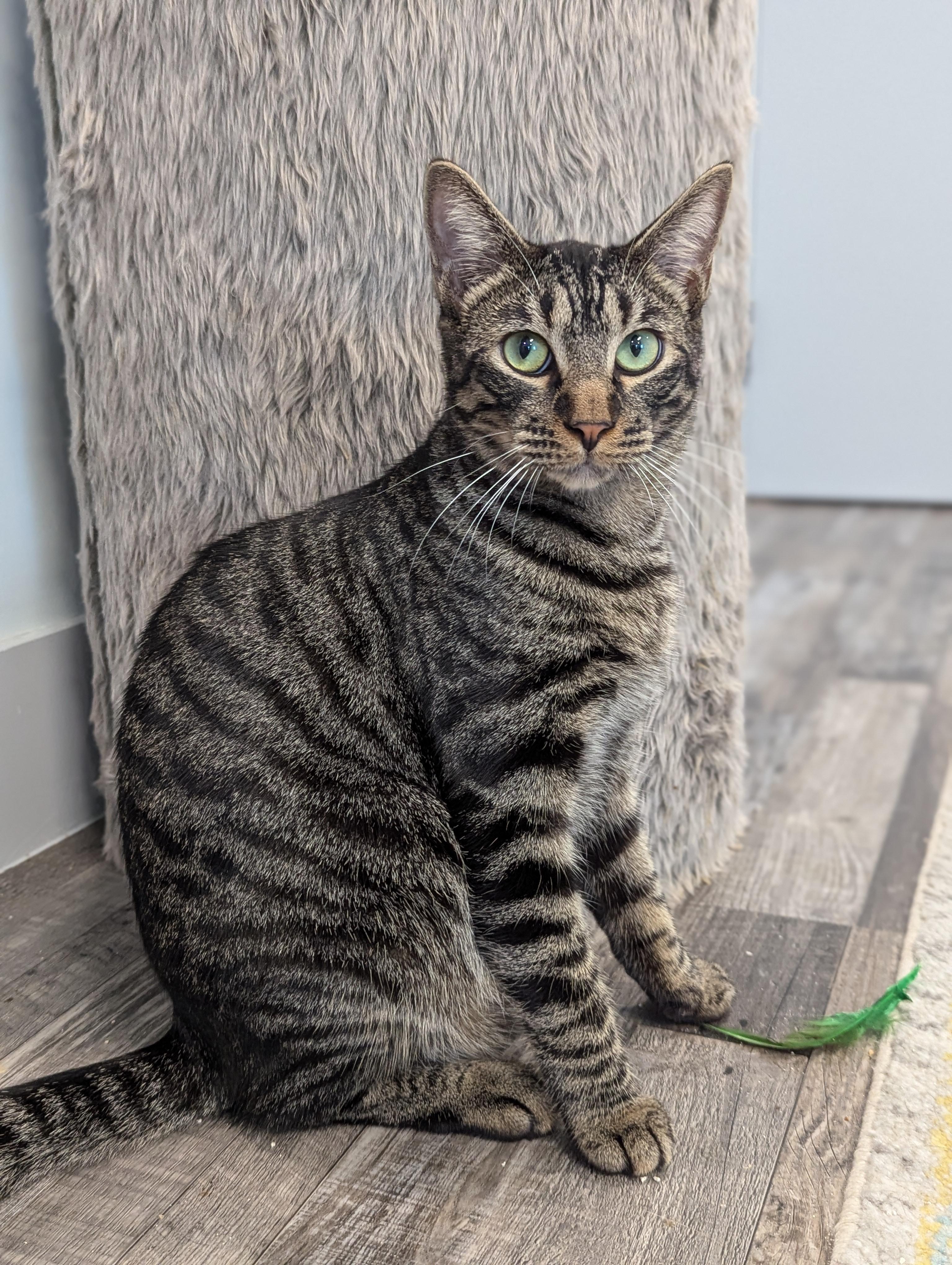 Enlarge Charlie, a Adoptable Domestic Short Hair in St Petersburg, FL image 4/6