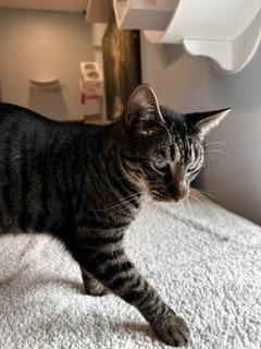 Enlarge Charlie, a Adoptable Domestic Short Hair in St Petersburg, FL image 4/5