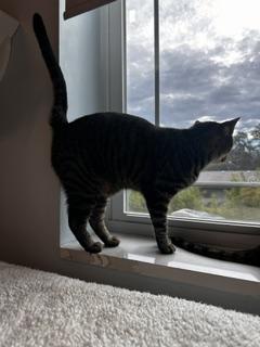 Enlarge Charlie, a Adoptable Domestic Short Hair in St Petersburg, FL image 5/5