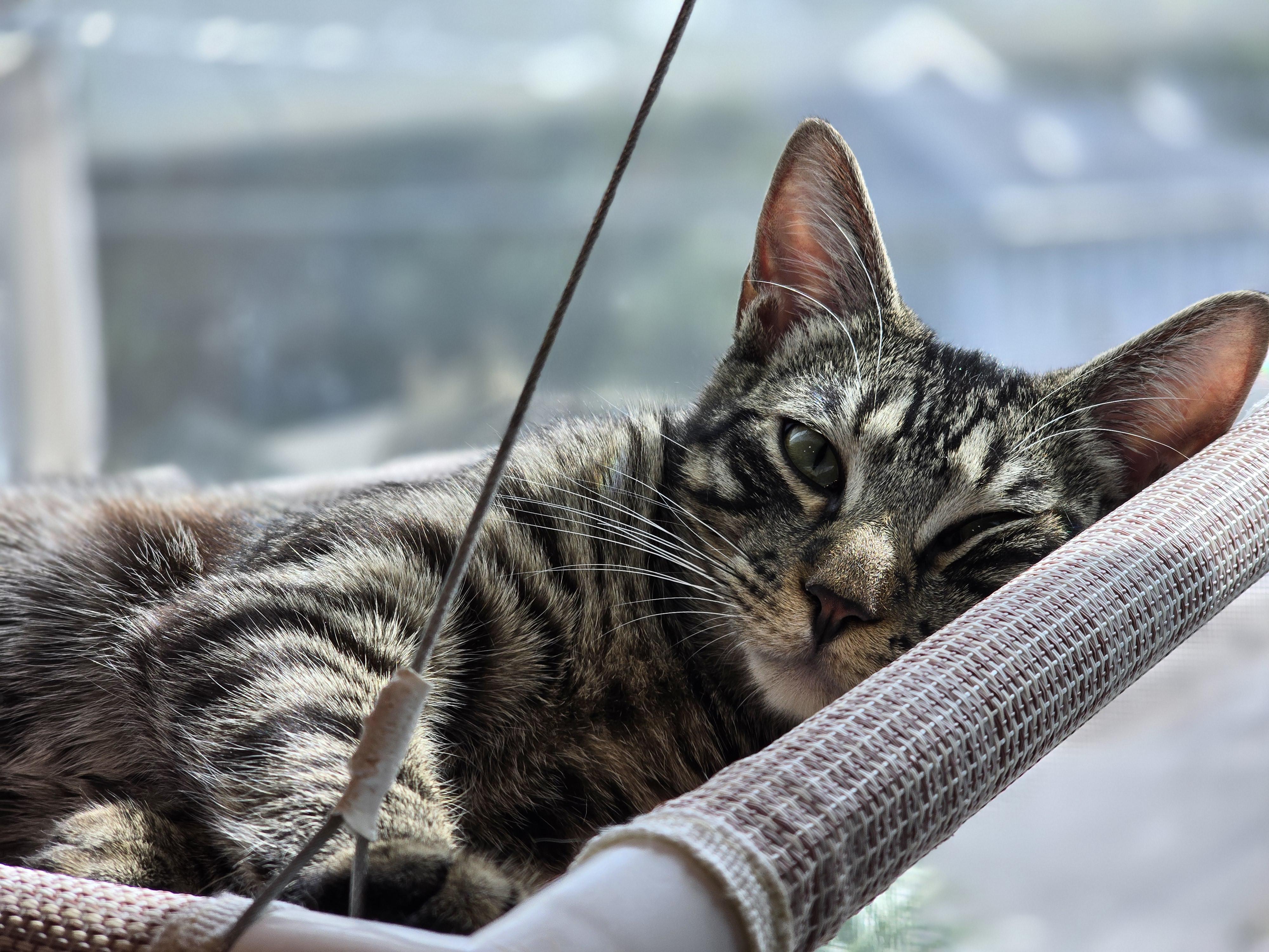 Enlarge Charlie, a Adoptable Domestic Short Hair in St Petersburg, FL image 6/6