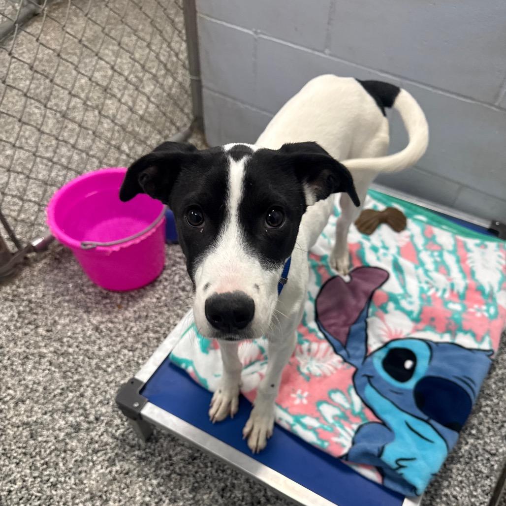 Enlarge Slade, a Adoptable Border Collie in Collinsville , OK image 1/3