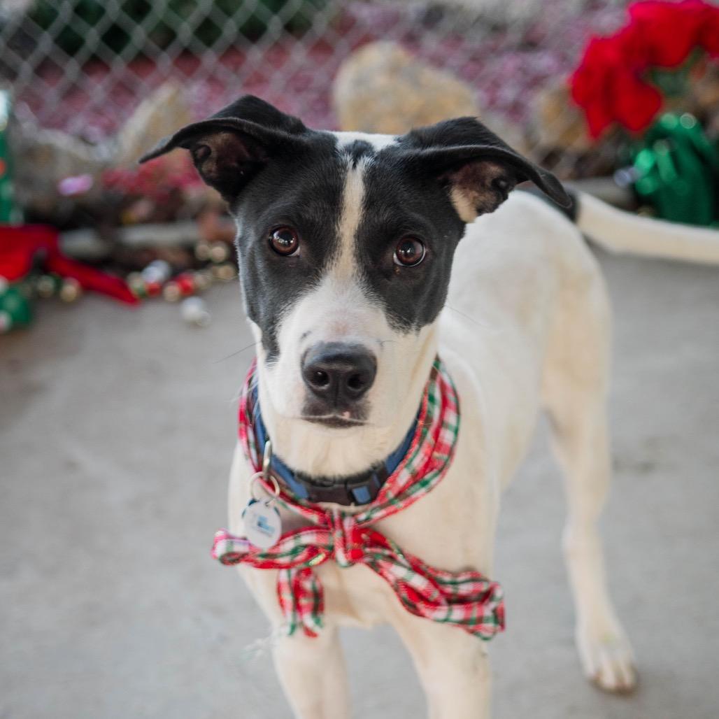 Slade, Adoptable, Puppy Male Border Collie.