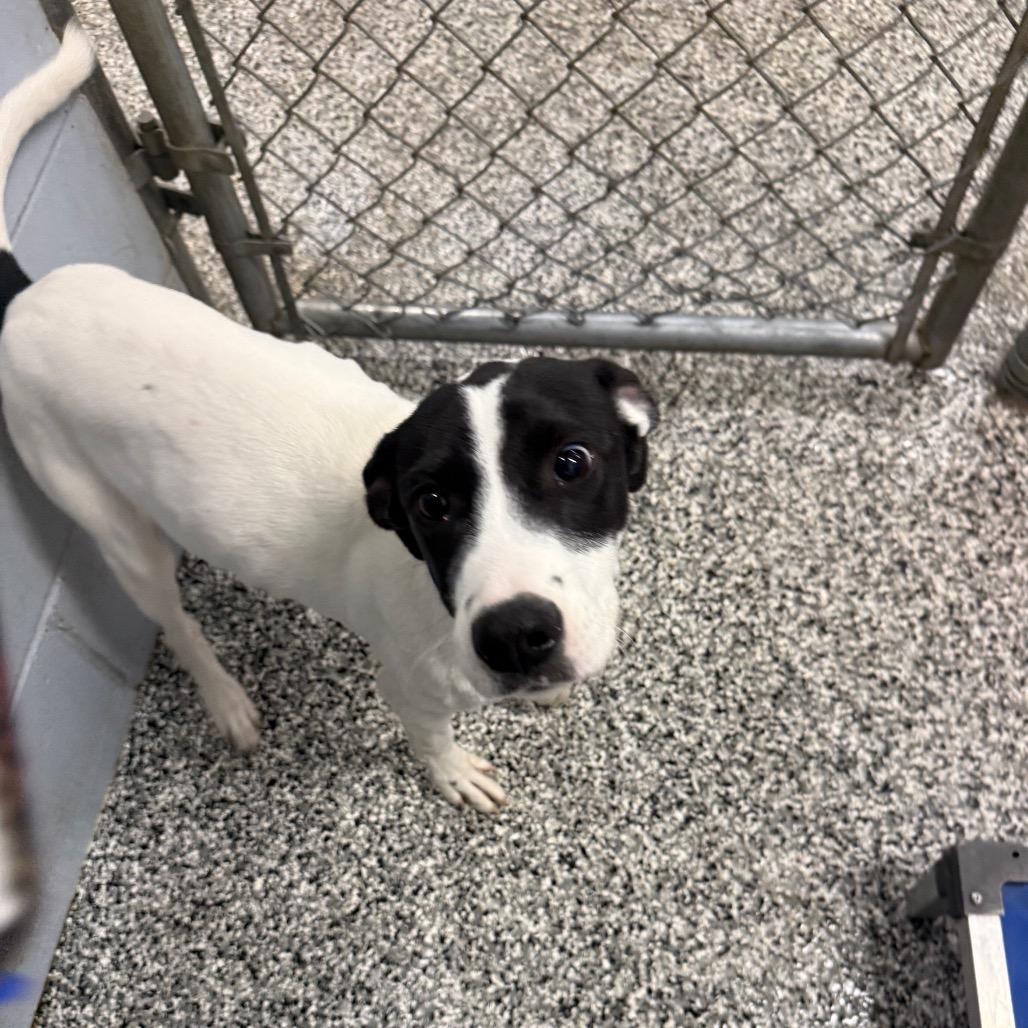 Enlarge Slade, a Adoptable Border Collie in Collinsville , OK image 2/3