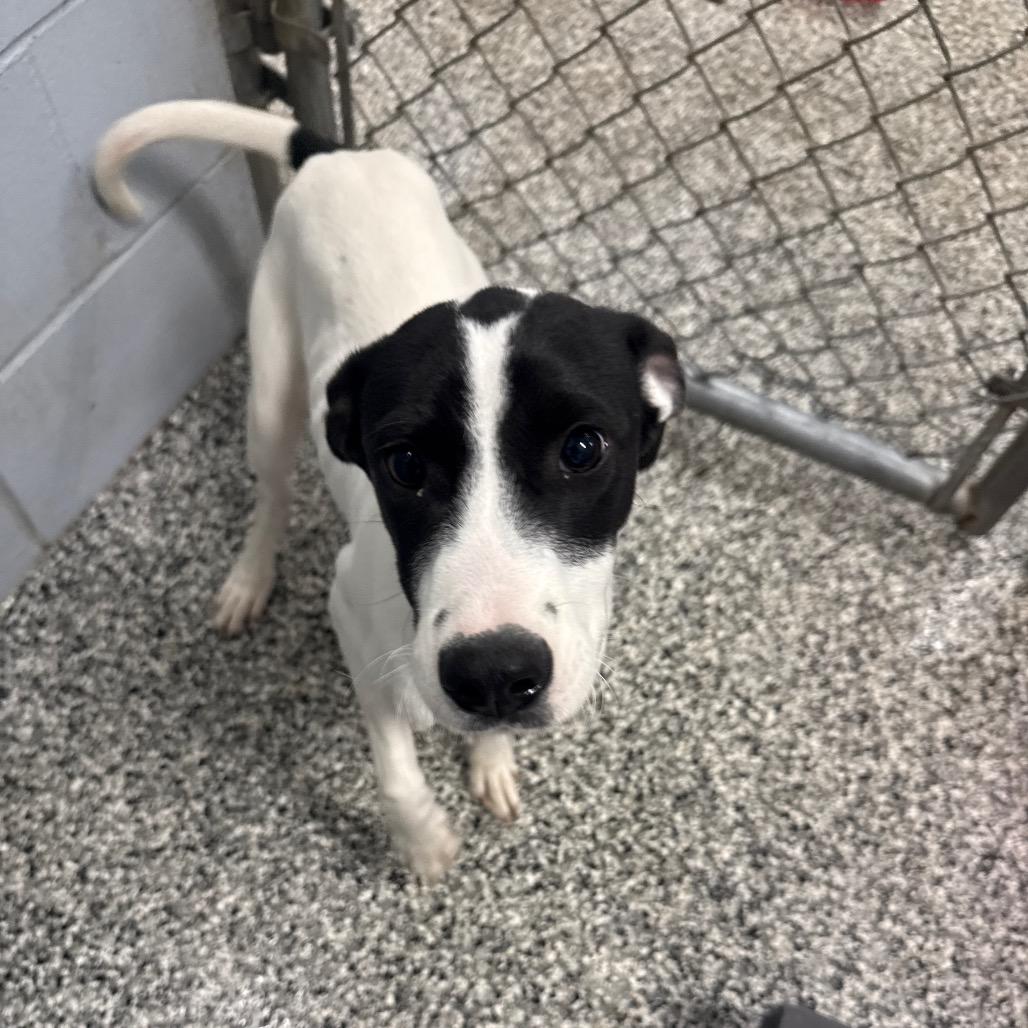 Enlarge Slade, a Adoptable Border Collie in Collinsville , OK image 3/3