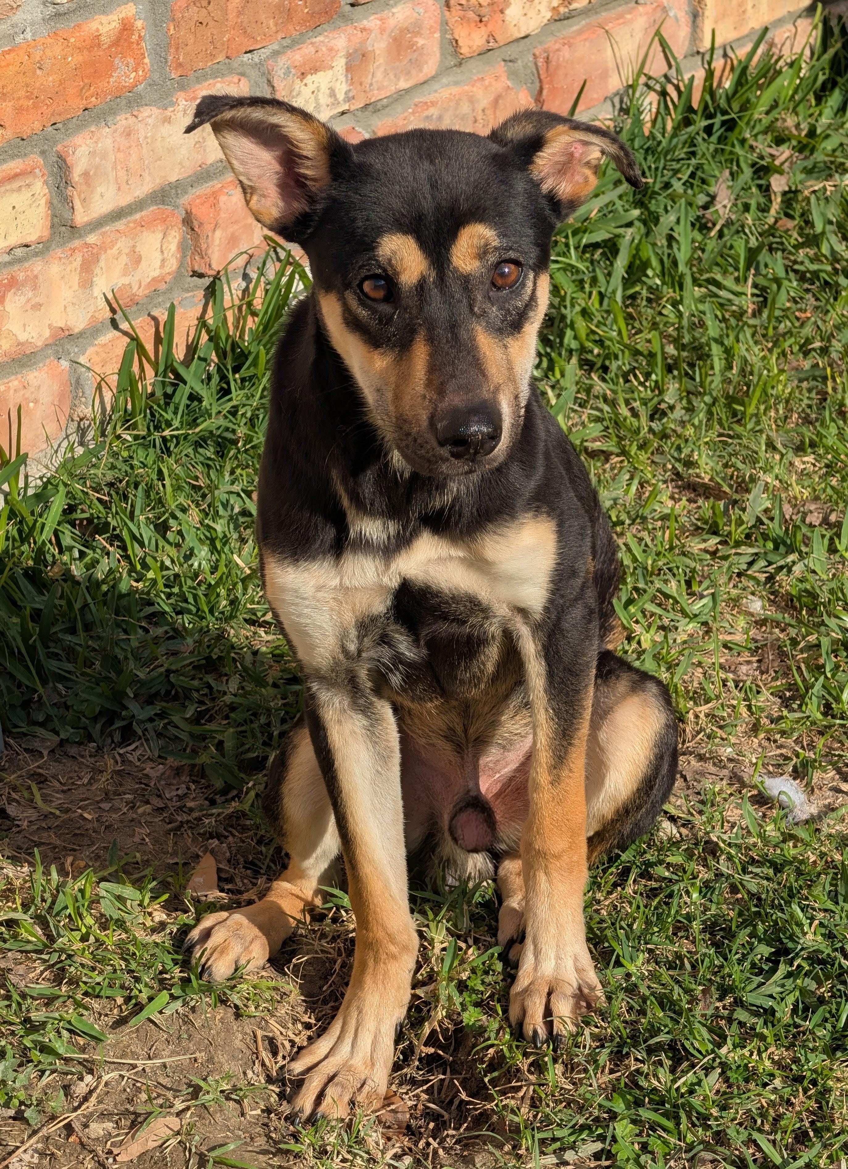 Luka, ADOPTABLE, Young Male Shepherd.