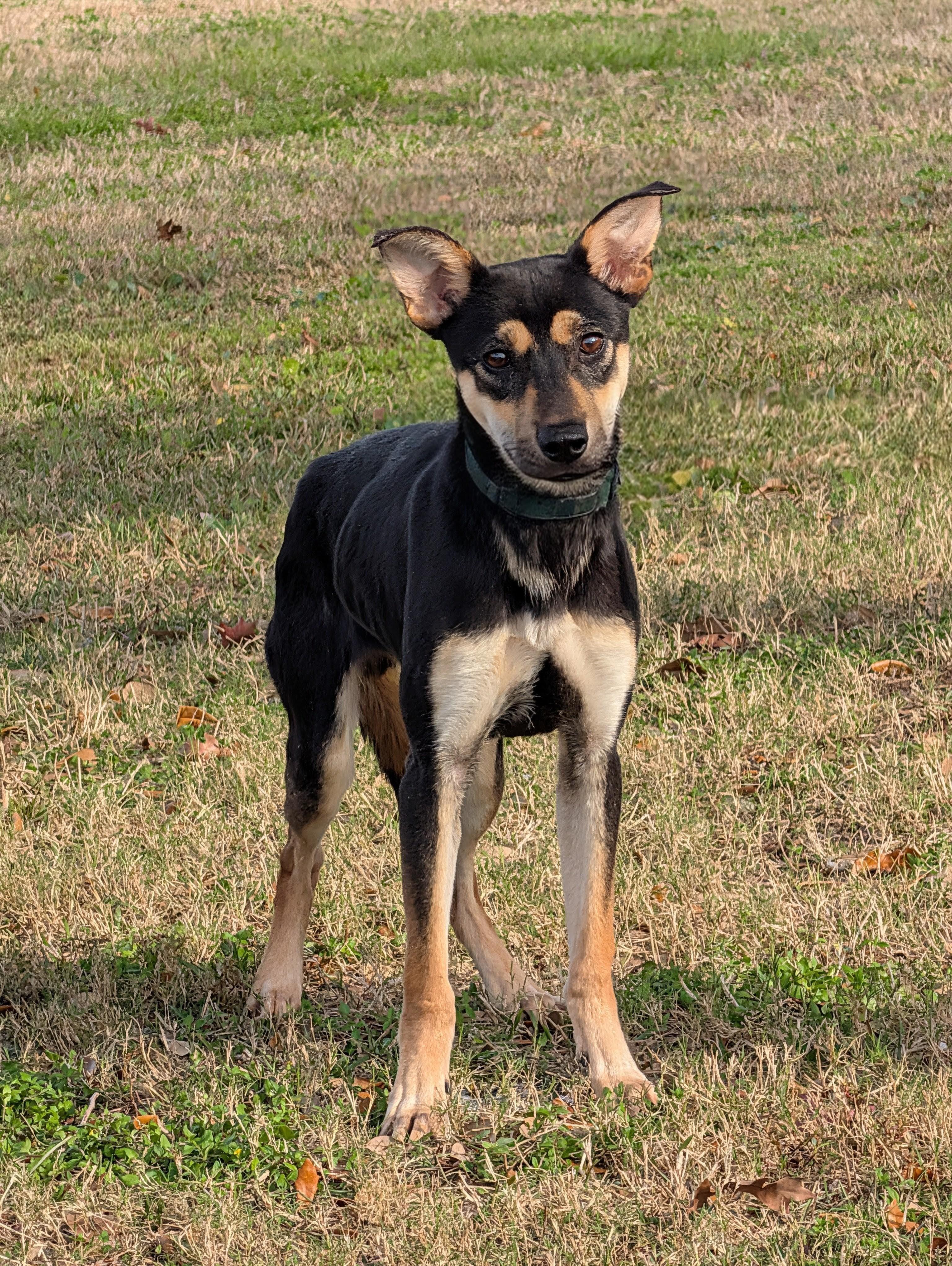 Enlarge Luka, a ADOPTABLE mixed breed in Baton Rouge, LA image 3/3