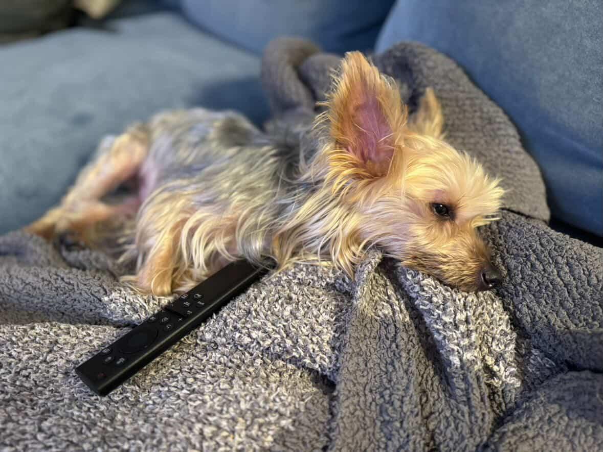 Enlarge Chase, a ADOPTABLE Yorkshire Terrier in Evanston, IL image 4/4