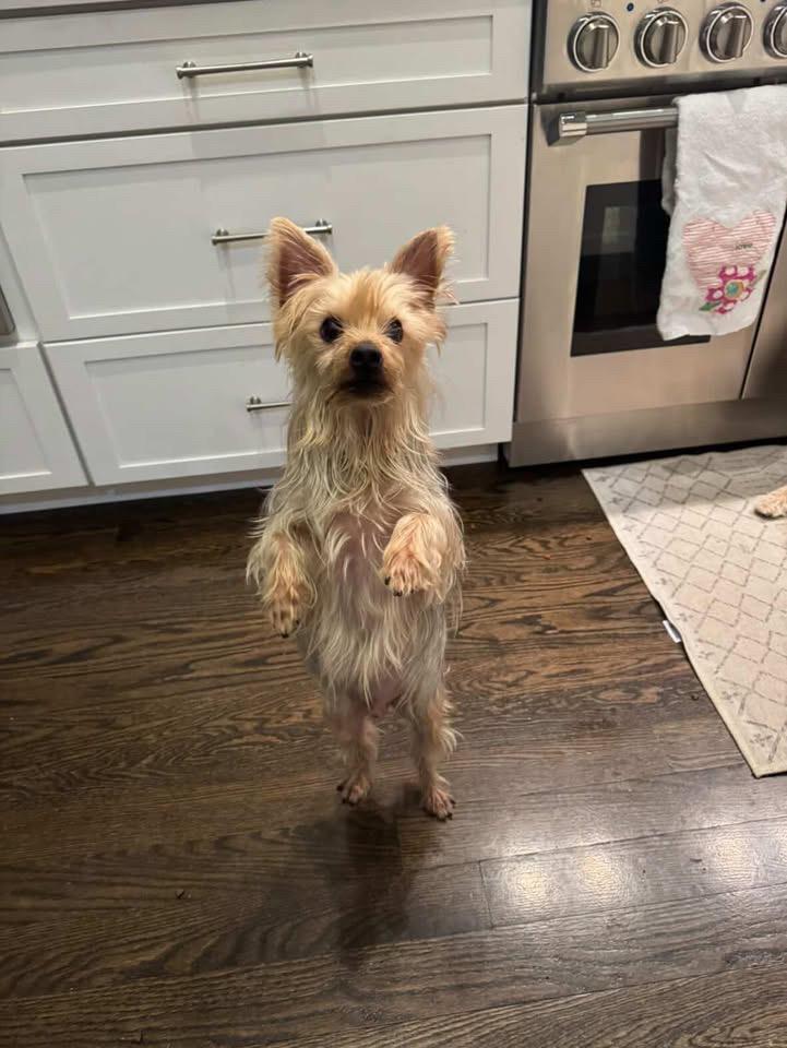 Chase, ADOPTABLE, Adult Male Yorkshire Terrier.