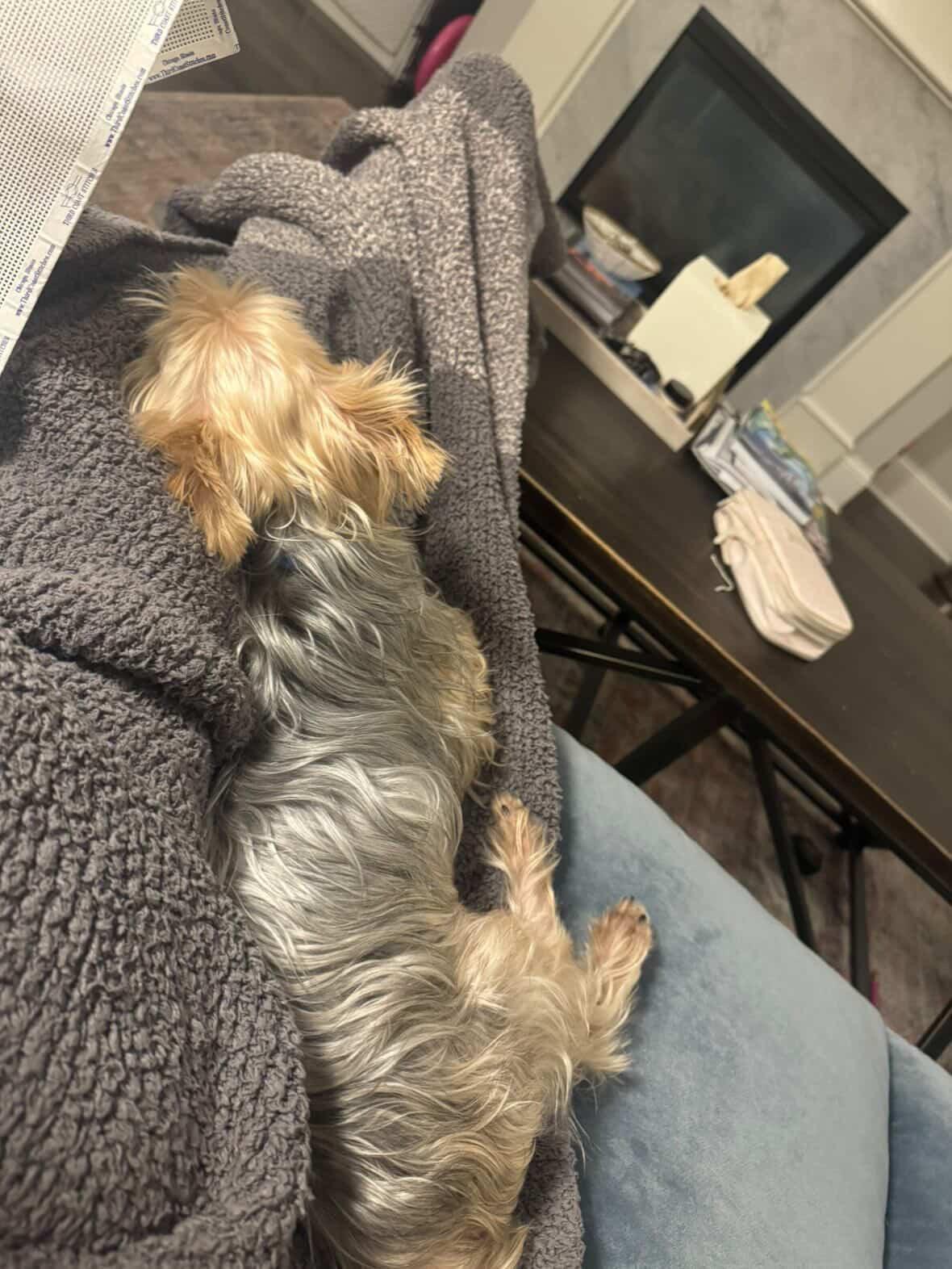 Enlarge Chase, a ADOPTABLE Yorkshire Terrier in Evanston, IL image 3/4