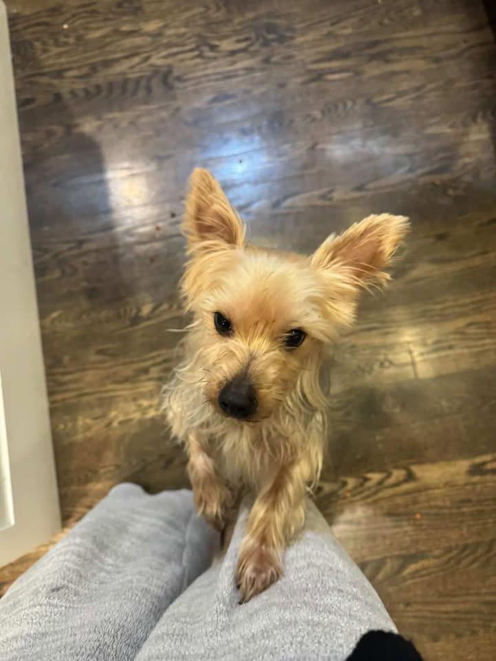 Enlarge Chase, a ADOPTABLE Yorkshire Terrier in Evanston, IL image 2/4