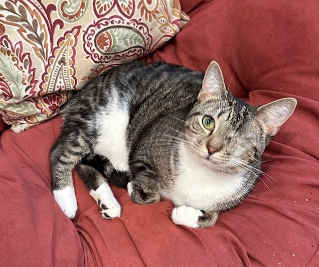 Enlarge Jax, a Adoptable Tabby in Lawrenceville, GA image 1/4