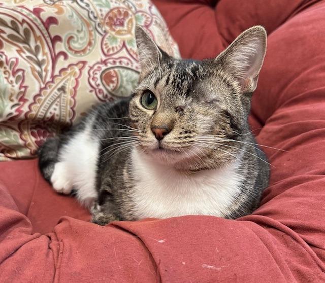 Enlarge Jax, a Adoptable Tabby in Lawrenceville, GA image 2/4