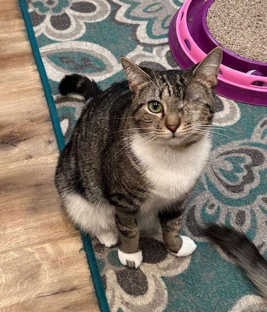 Enlarge Jax, a Adoptable Tabby in Lawrenceville, GA image 3/4