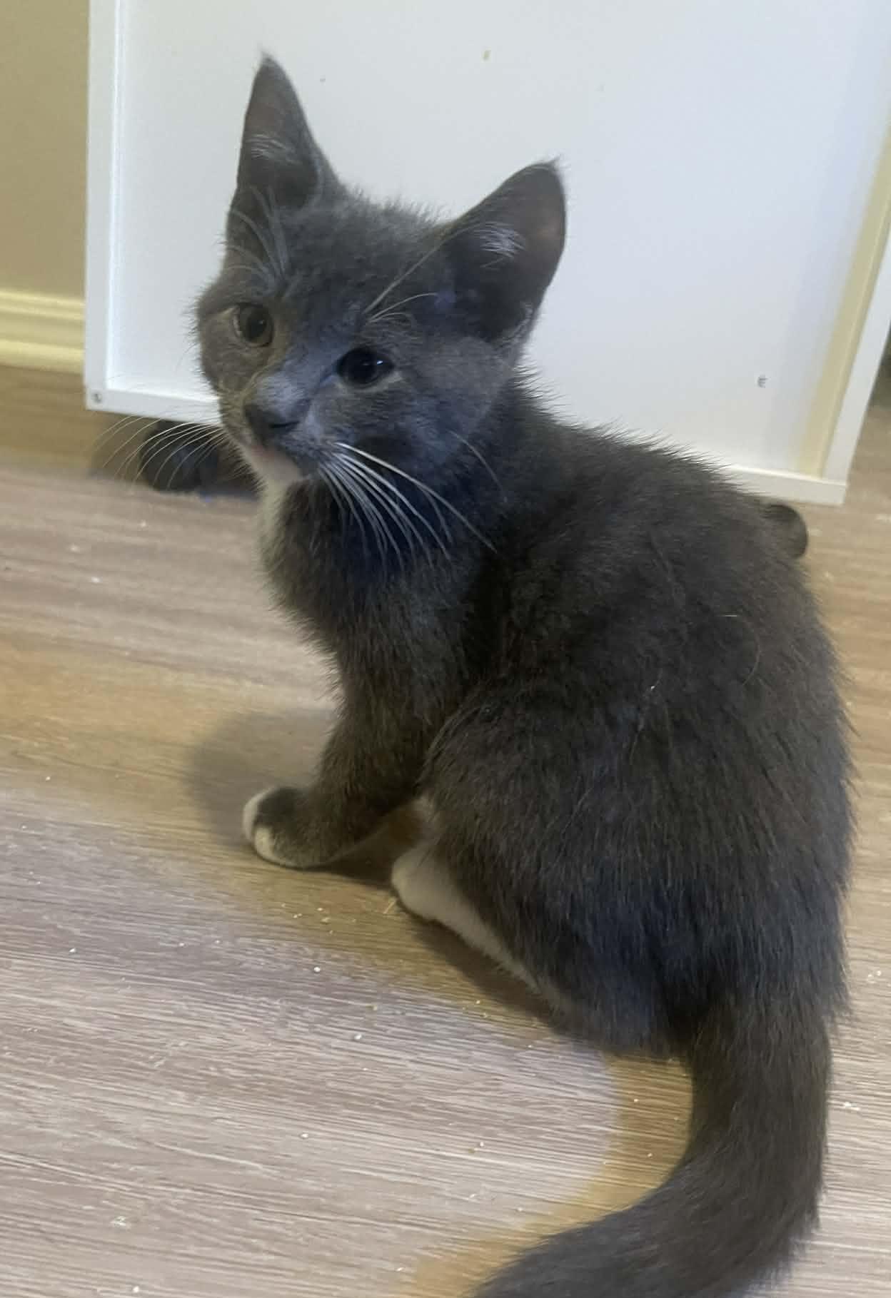 Emmett, Adoptable, Kitten Male Domestic Short Hair.