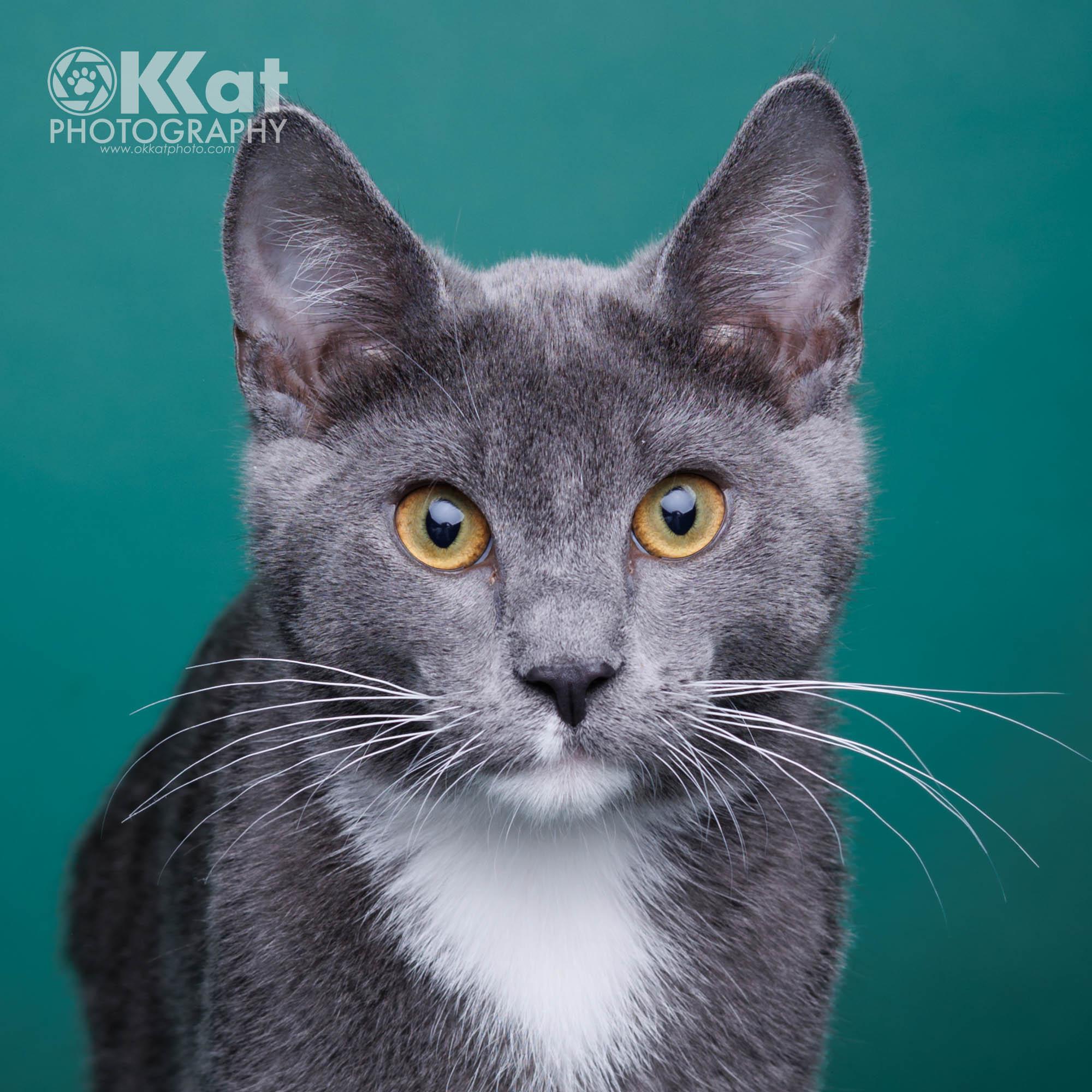 Emmett, Adoptable, Kitten Male Domestic Short Hair.
