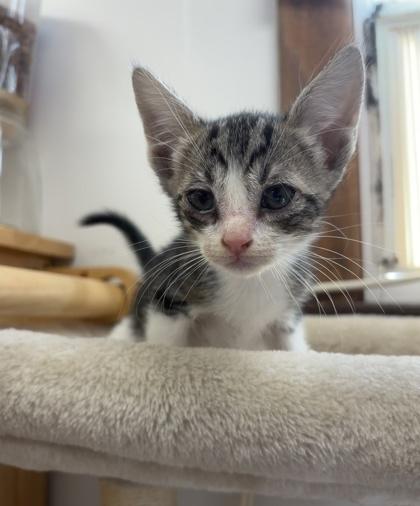 Enlarge Javadi, a Adoptable mixed breed in Burlington, WI image 1/1