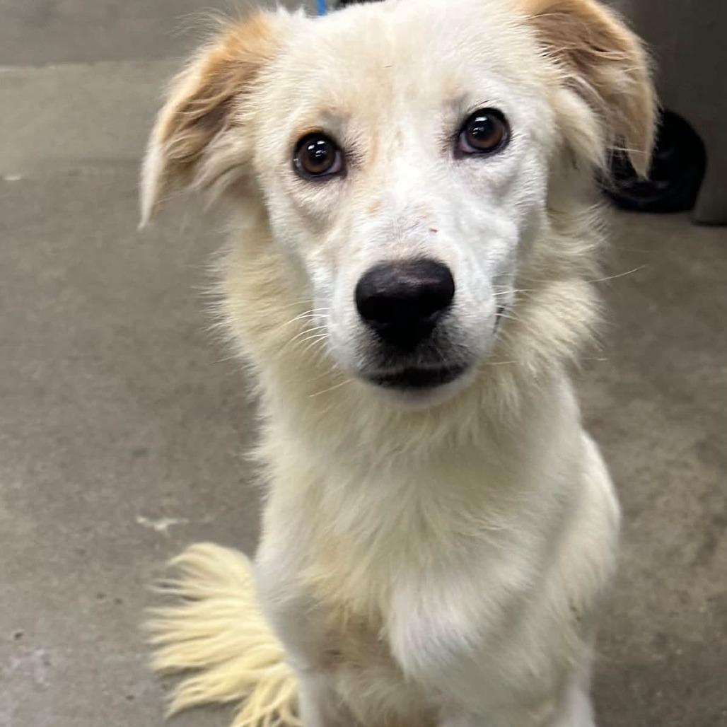 Sabrina, Adoptable, Young Female Mixed Breed.