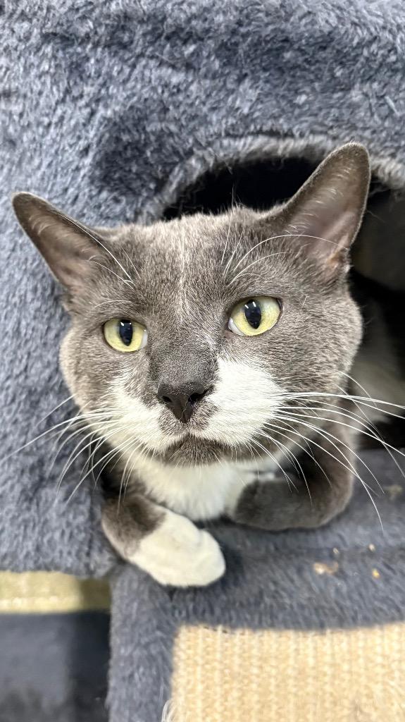 Enlarge Stewie / Elphie, a Adopted mixed breed in Fort Lauderdale, FL image 1/4