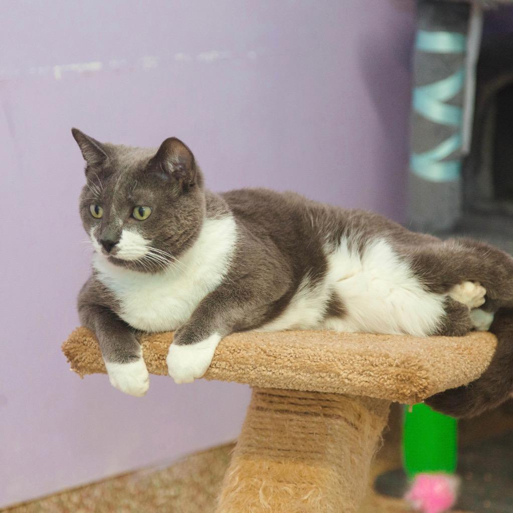 Enlarge Stewie / Elphie, a Adopted mixed breed in Fort Lauderdale, FL image 2/4