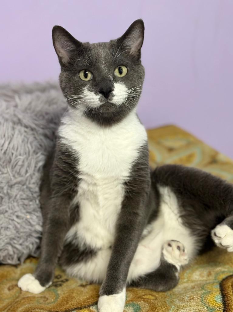 Enlarge Stewie / Elphie, a Adopted mixed breed in Fort Lauderdale, FL image 4/4