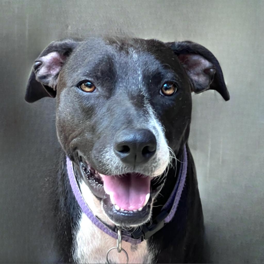 Enlarge Mia, a Adoptable mixed breed in San Antonio, TX image 1/3