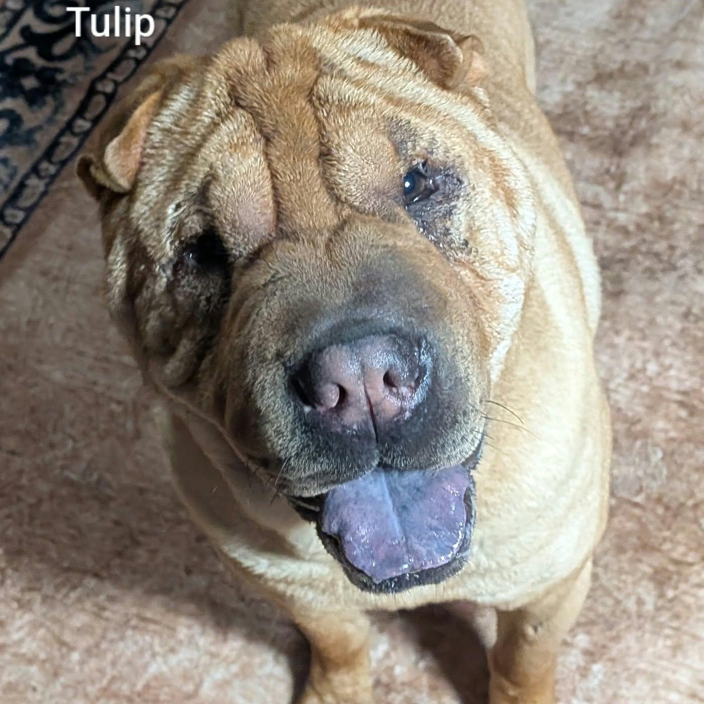 Enlarge TULIP - Bio coming soon, a Adoptable Shar-Pei in Cameron, NC image 2/5
