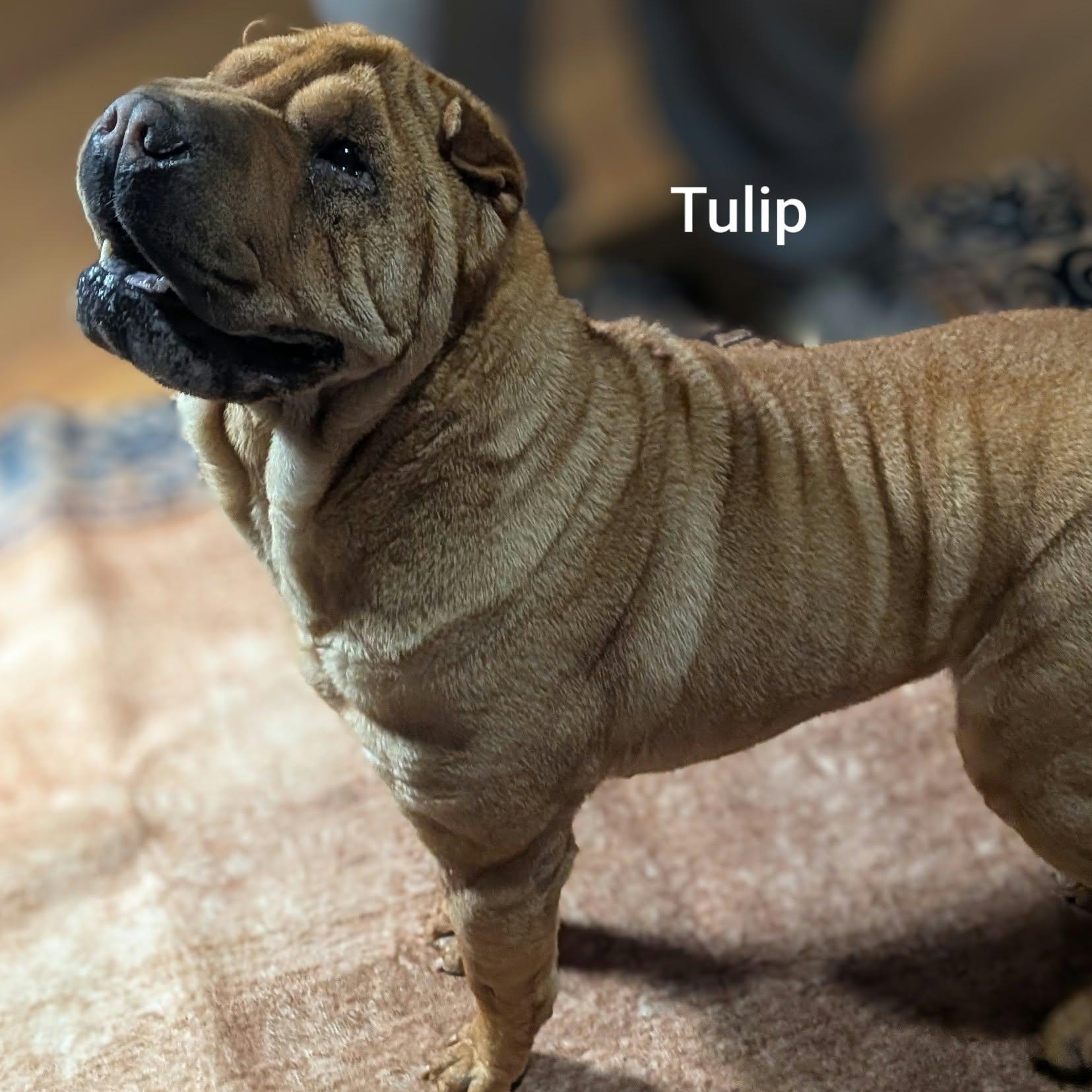 Enlarge TULIP - Bio coming soon, a Adoptable Shar-Pei in Cameron, NC image 4/5