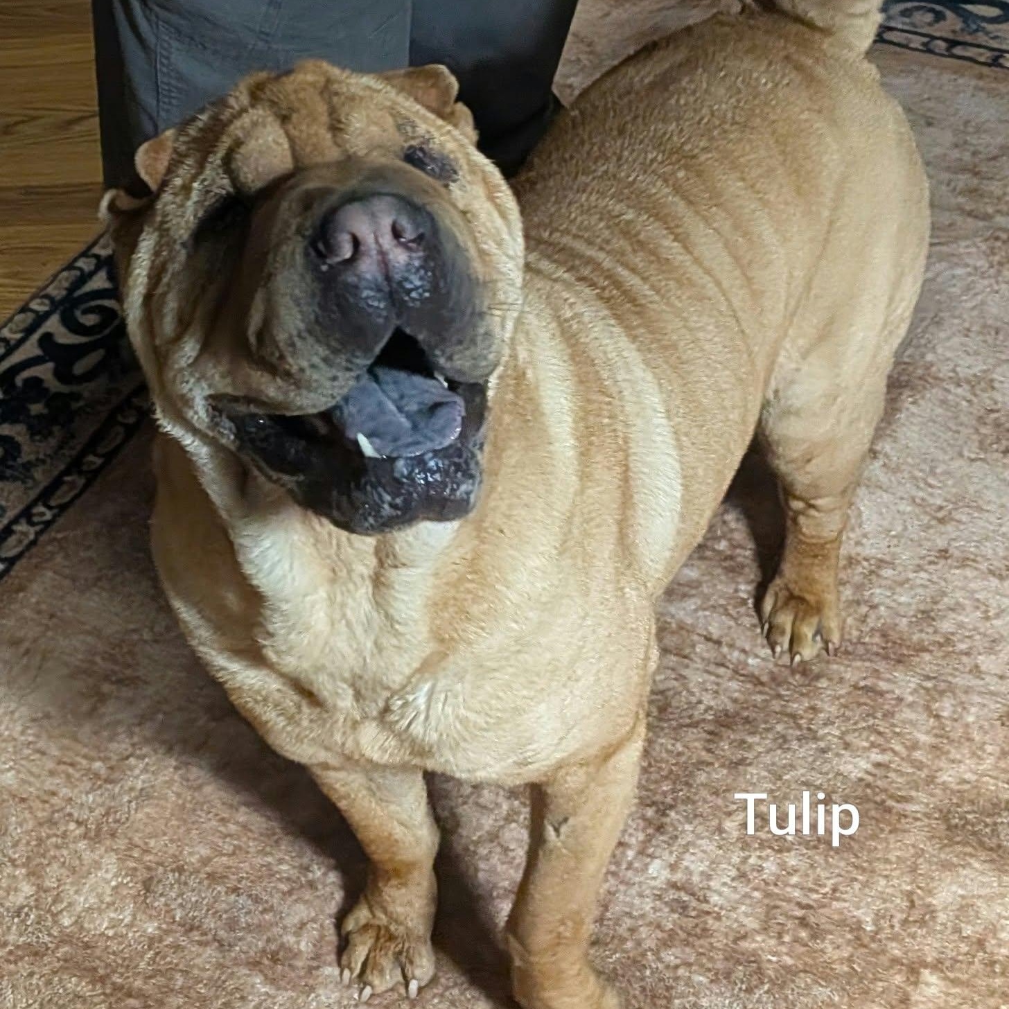 Enlarge TULIP - Bio coming soon, a Adoptable Shar-Pei in Cameron, NC image 5/5