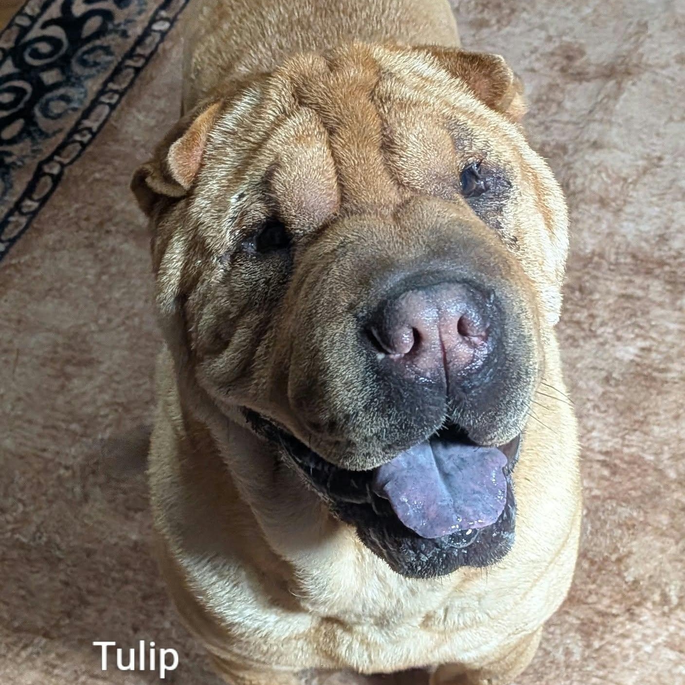 TULIP - Bio coming soon, Adoptable, Adult Female Shar-Pei.