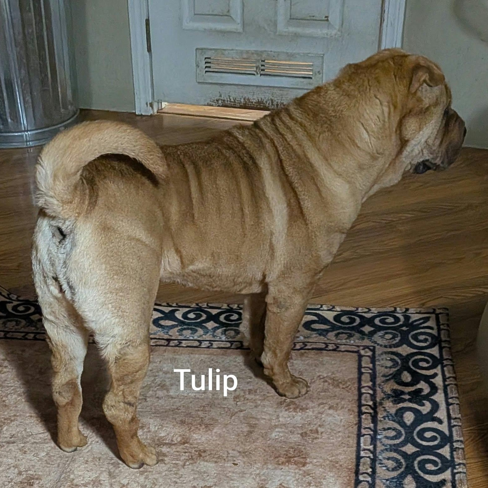 Enlarge TULIP - Bio coming soon, a Adoptable Shar-Pei in Cameron, NC image 3/5