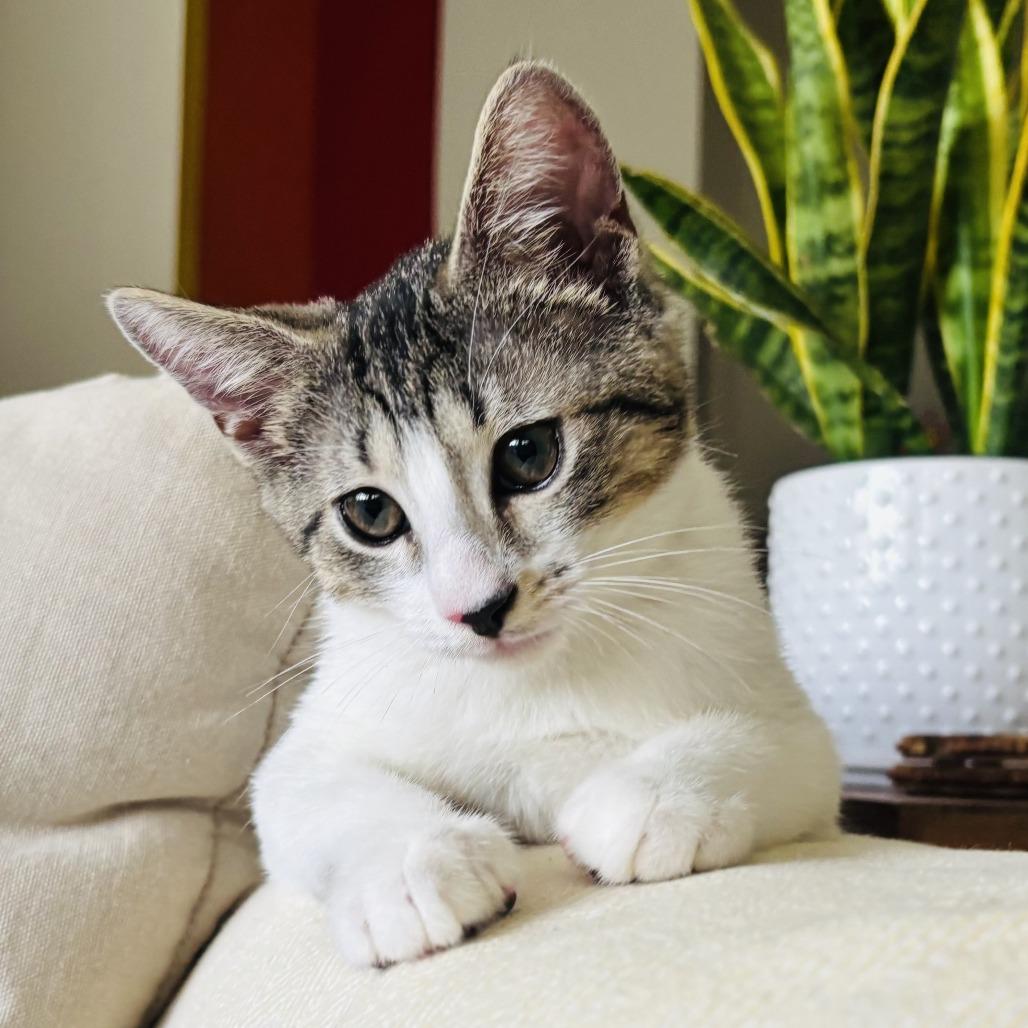 Enlarge Donut, an adopted Domestic Short Hair in Parkland, FL image 2/4