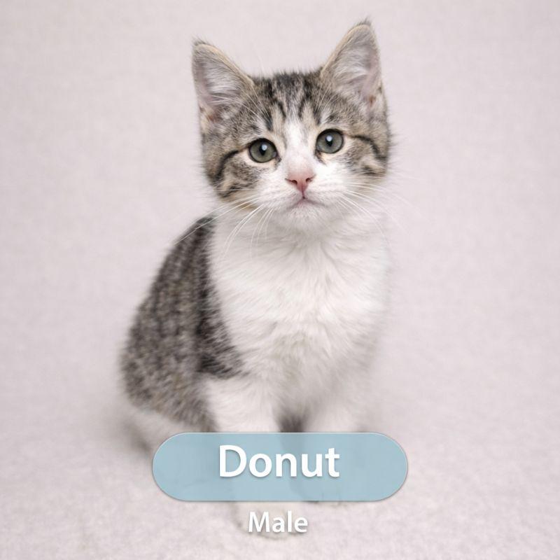 Enlarge Donut, an adoptable Domestic Short Hair in Parkland, FL image 2/4